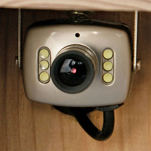 Wireless Bird Feeder Camera System