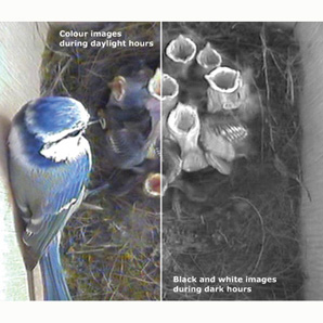 Wireless Camera Nest Box and Feeder Systems