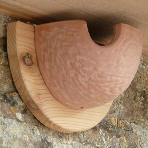 House Martin Nest